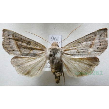 Mesogona acetosellae (Denis & Schiffermüller, 1775) Slovakia96l